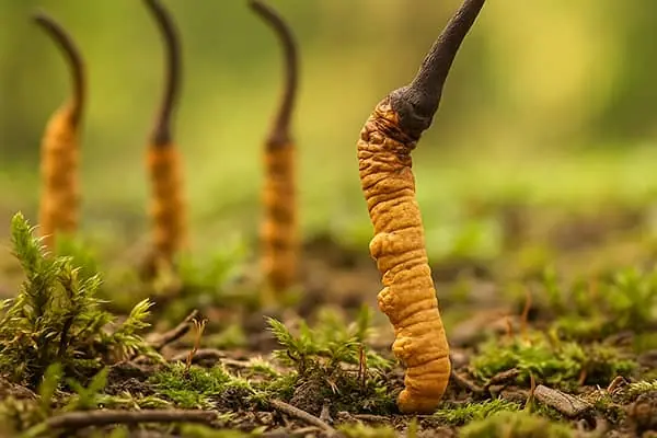 Extracto de Cordyceps
