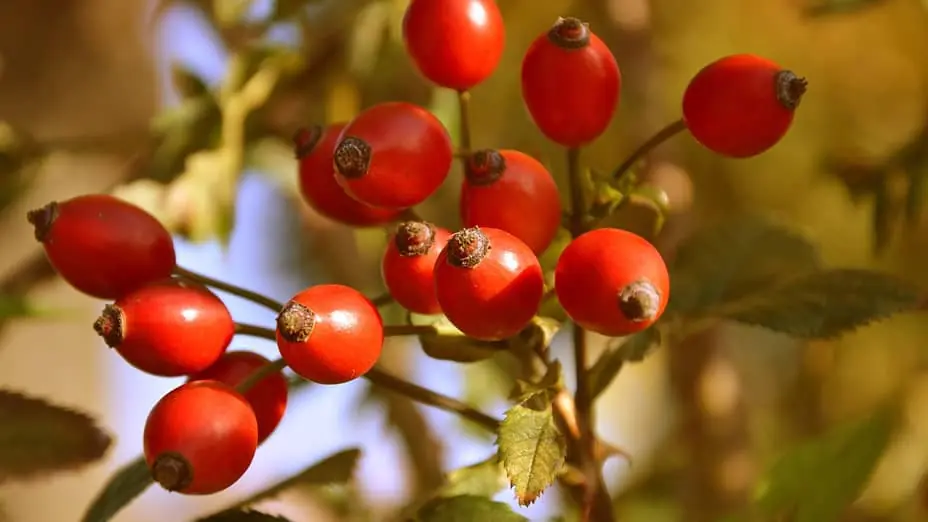 Propiedades y Contraindicaciones del Escaramujo, Beneficios del fruto de la Rosa Canina